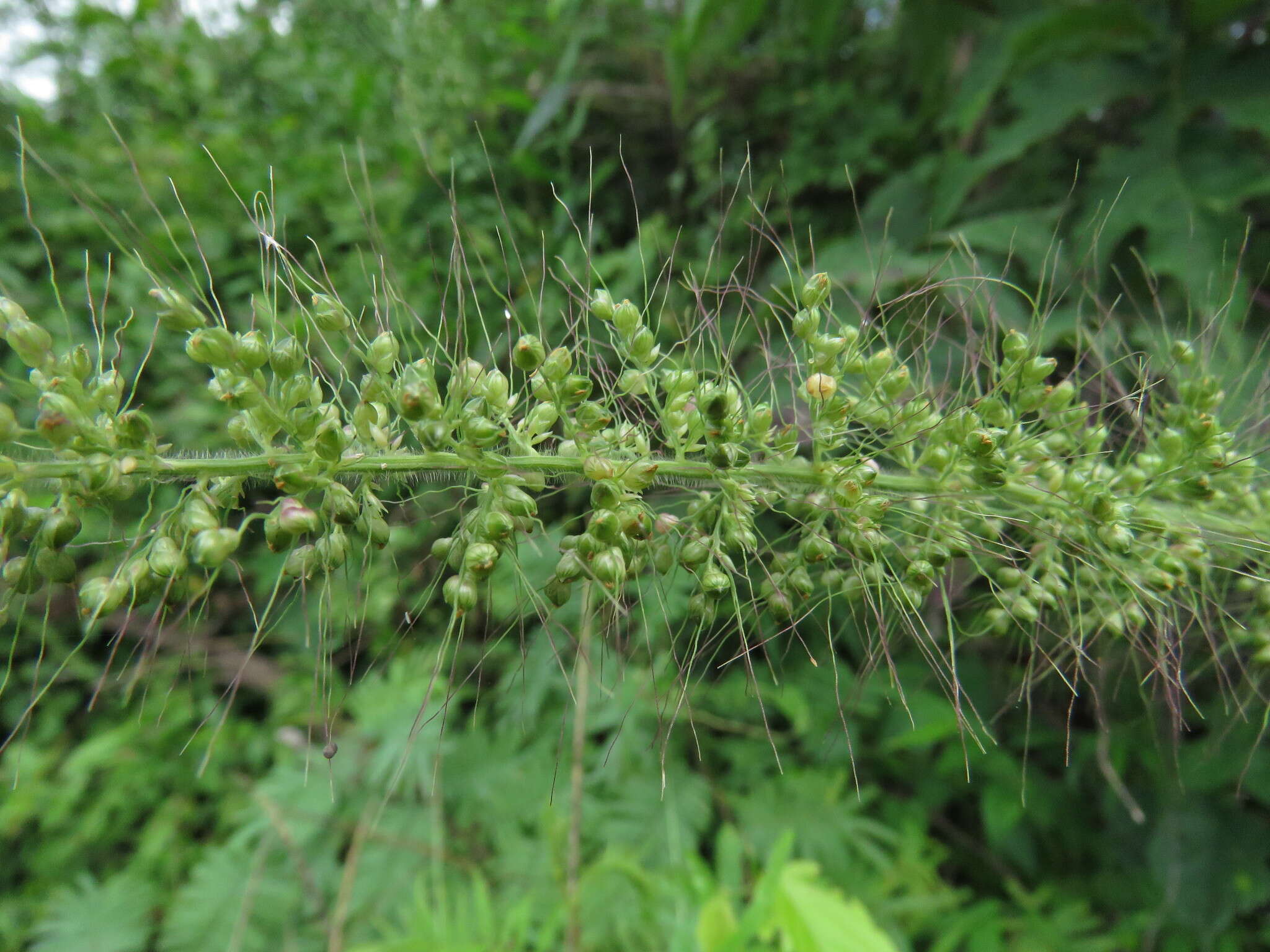 Image of Grisebach's bristlegrass