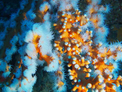 Image of orange tree coral