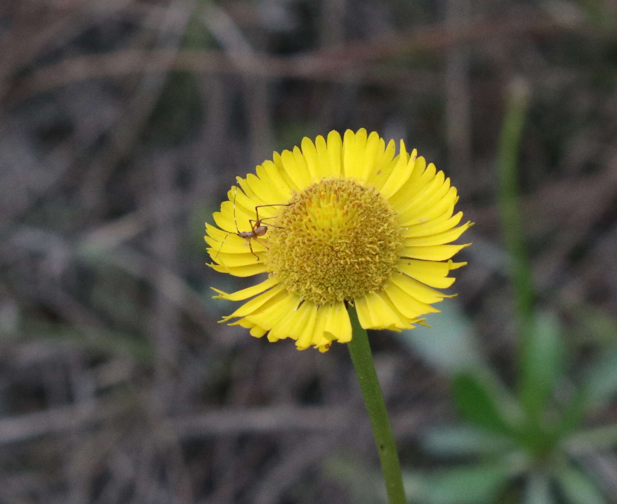 صورة Helenium vernale Walt.