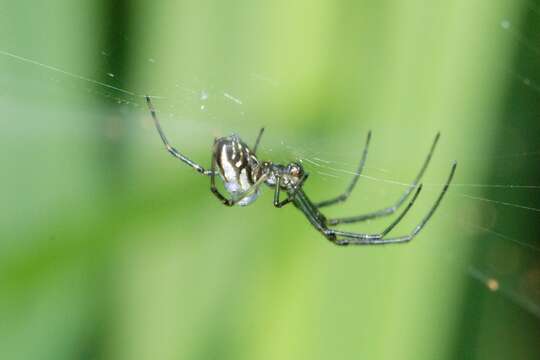 Image of Silver orb spider