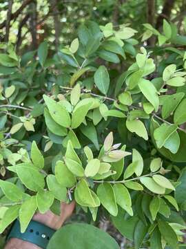 Image of birdcherry