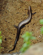 Plancia ëd Chalcides coeruleopunctatus Salvador 1975