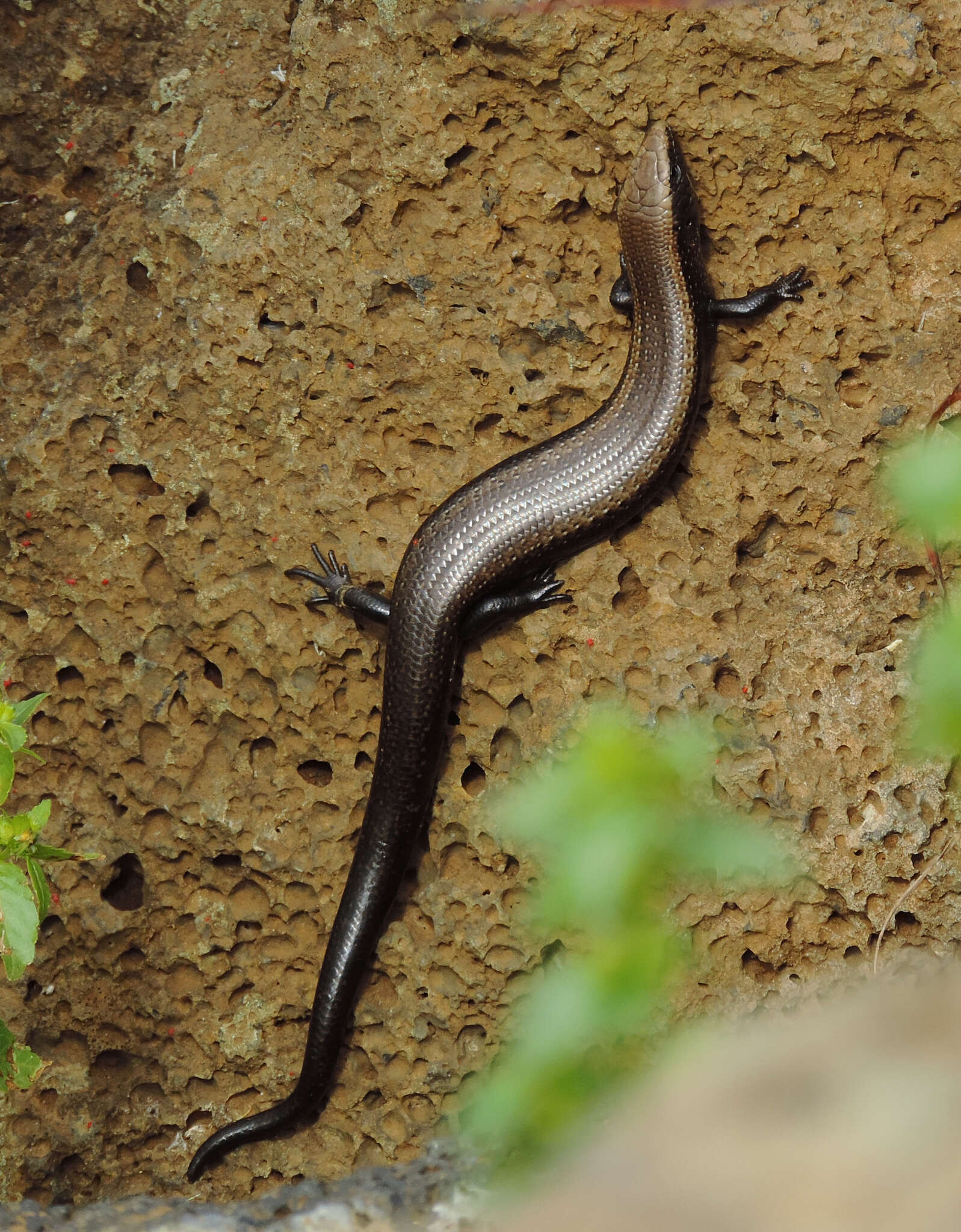 Image of Chalcides coeruleopunctatus Salvador 1975