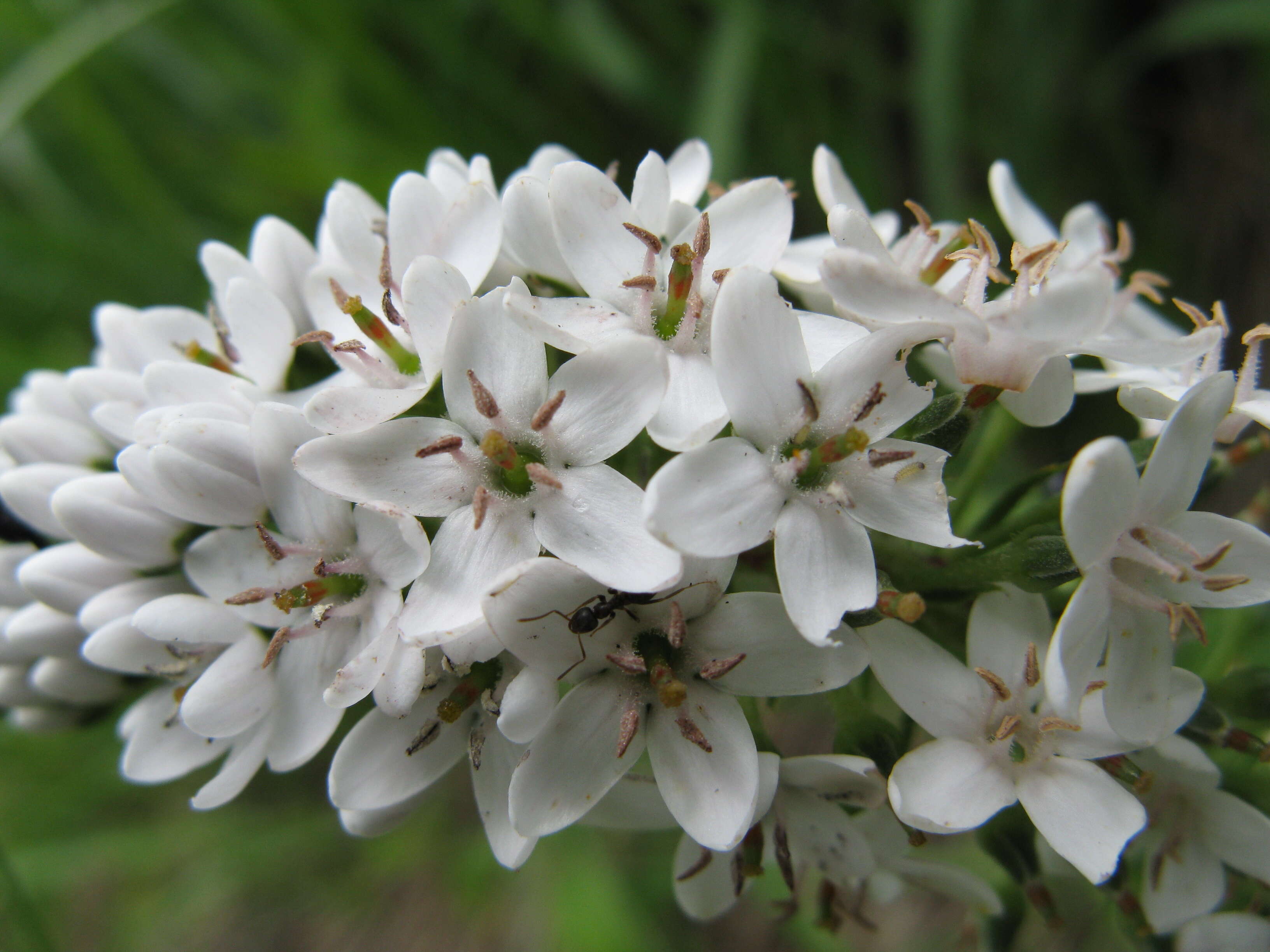 Image of gooseneck yellow loosestrife