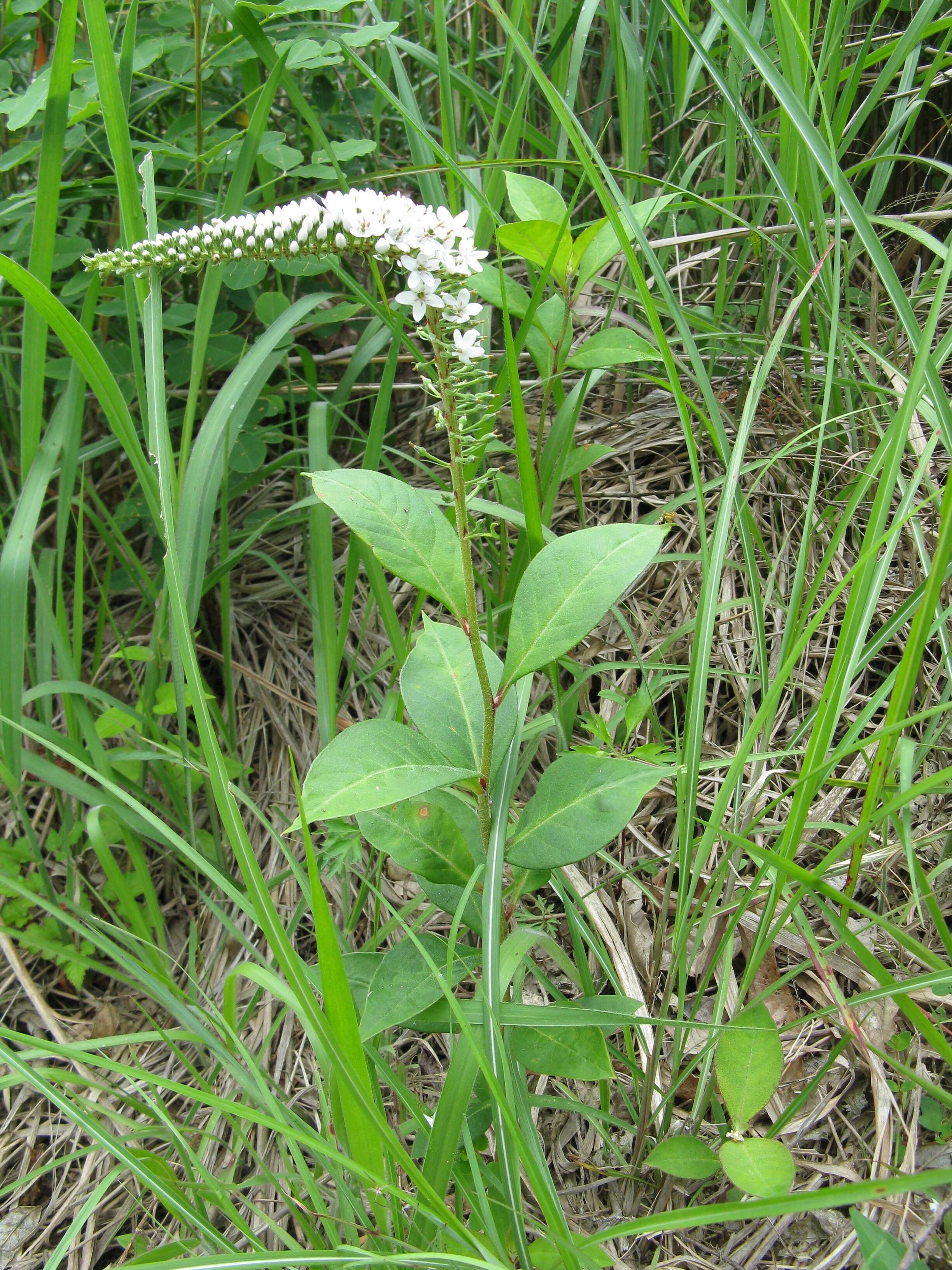 Image of gooseneck yellow loosestrife