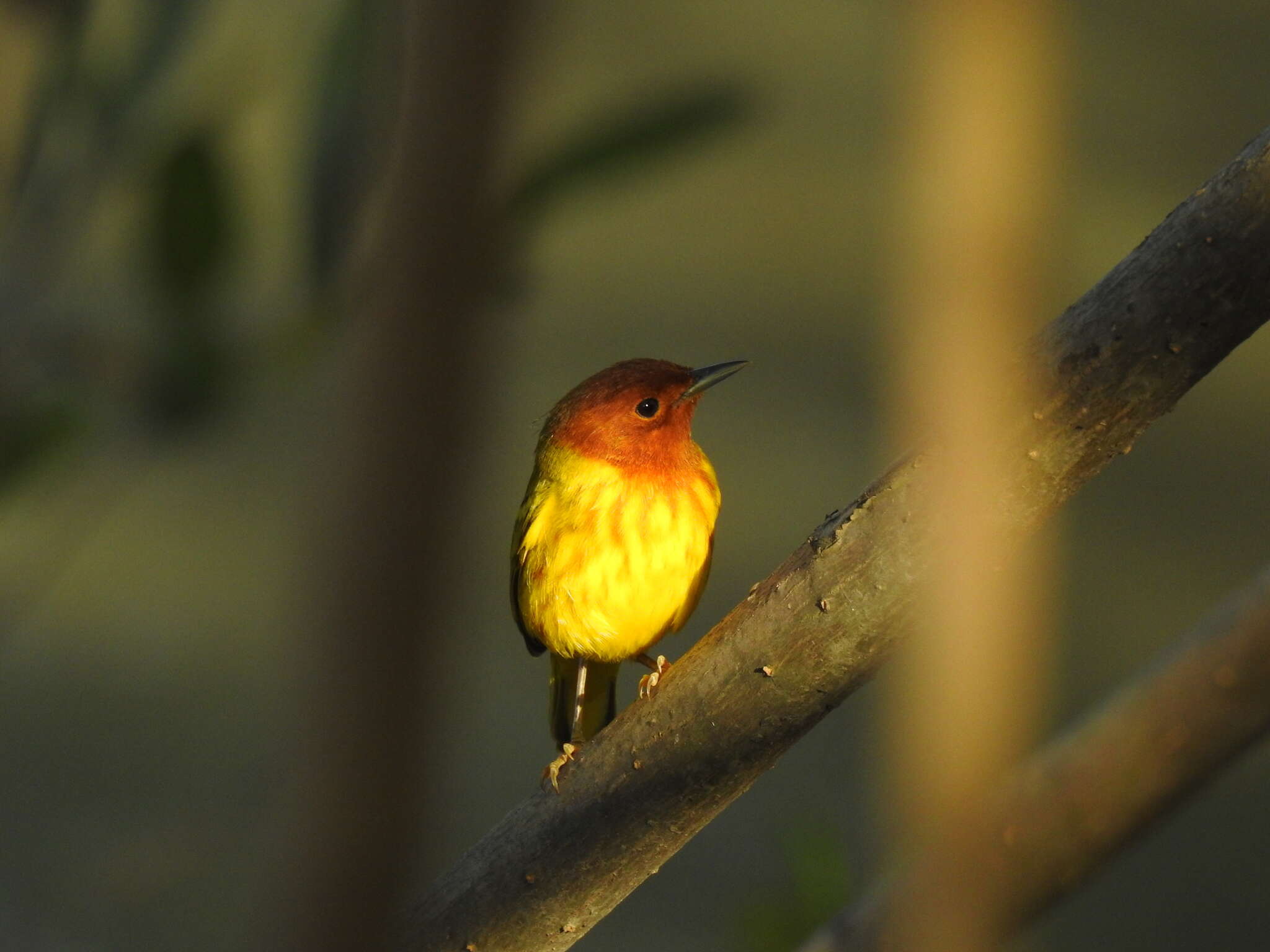 Imagem de Setophaga petechia aequatorialis (Sundevall 1869)