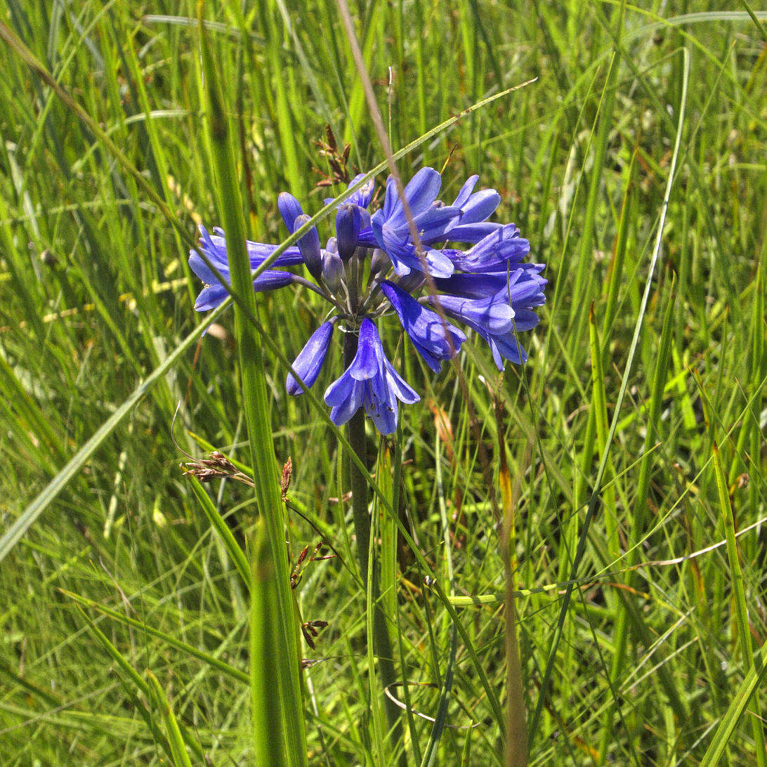 Image of Agapanthus campanulatus subsp. campanulatus