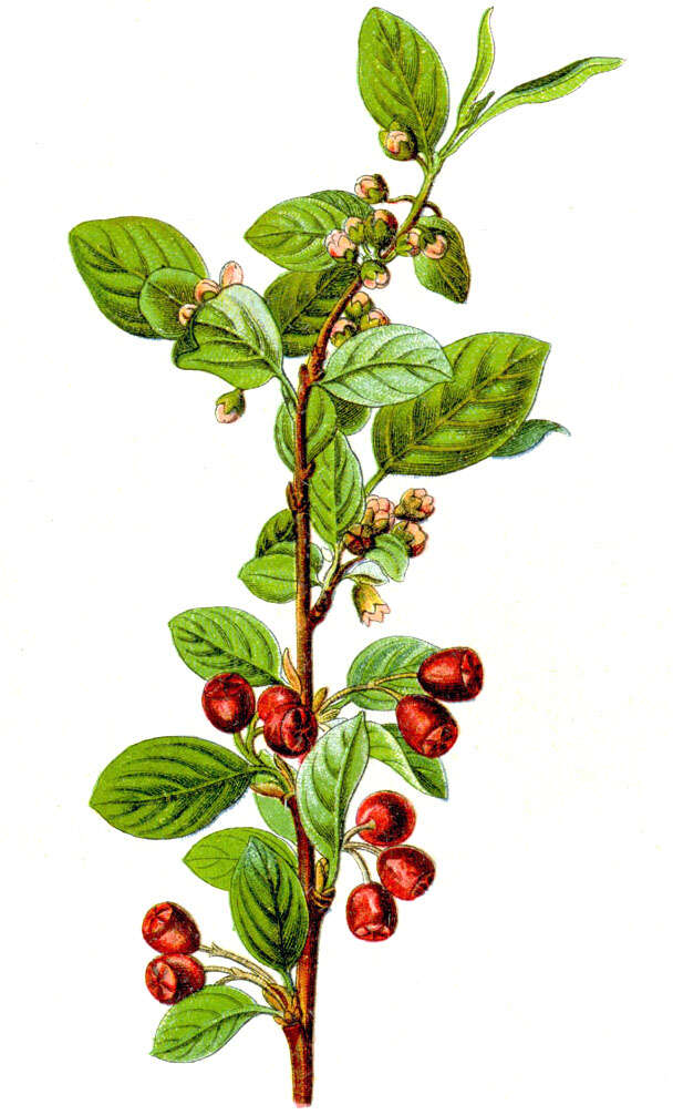 Image of Common Cotoneaster