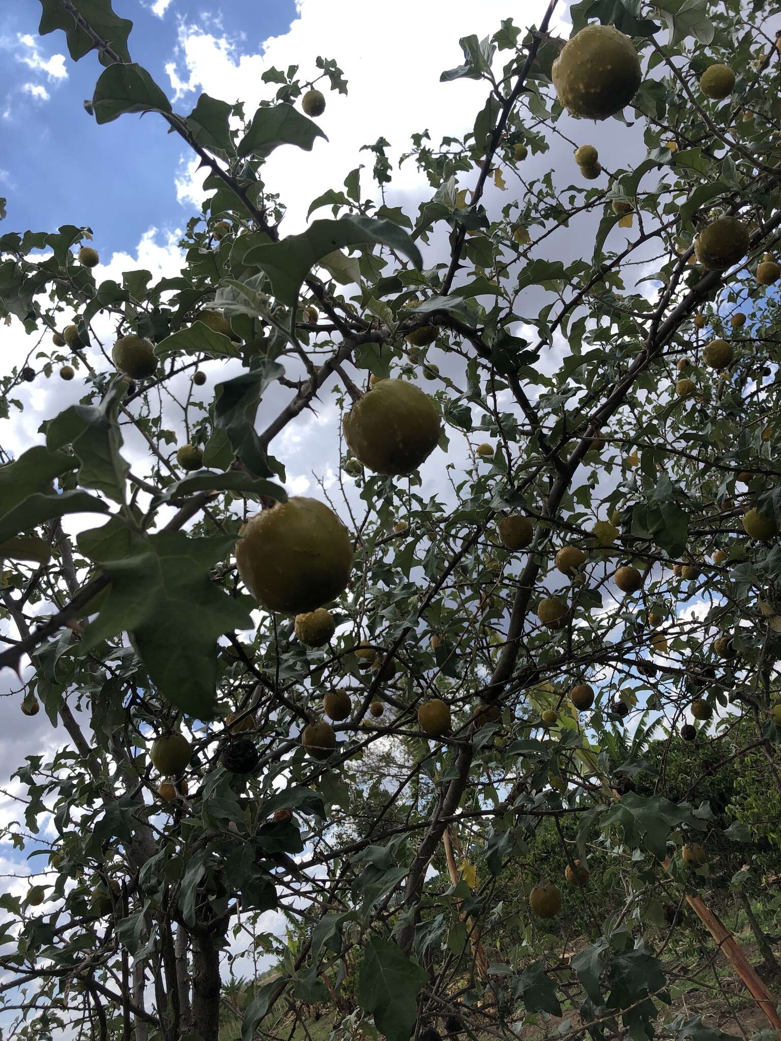 Plancia ëd Solanum aculeastrum Dun.