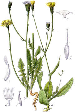 Image of bristly hawksbeard