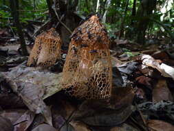 Image of Phallus cinnabarinus (W. S. Lee) Kreisel 1996