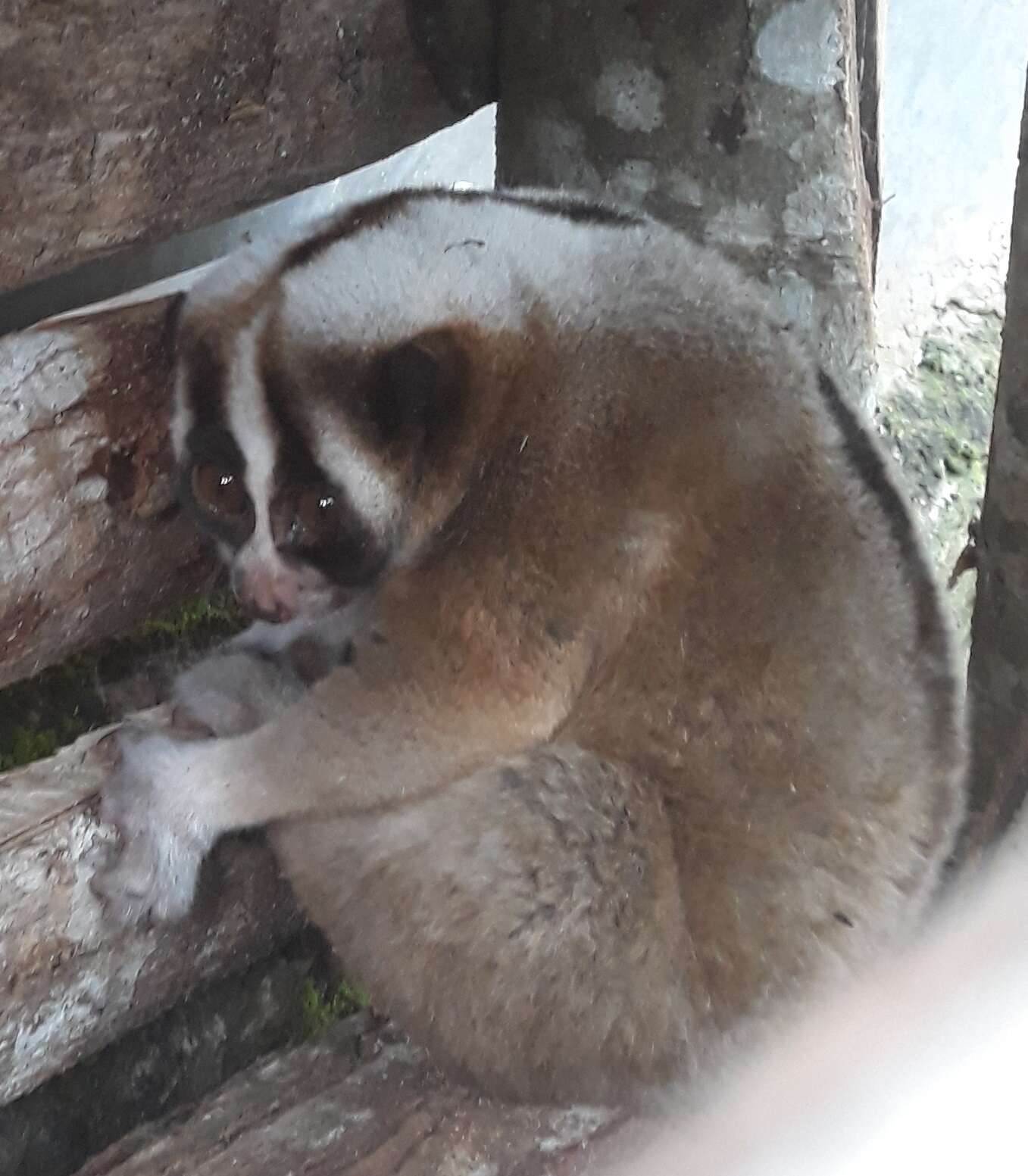 Image of Javan Slow Loris