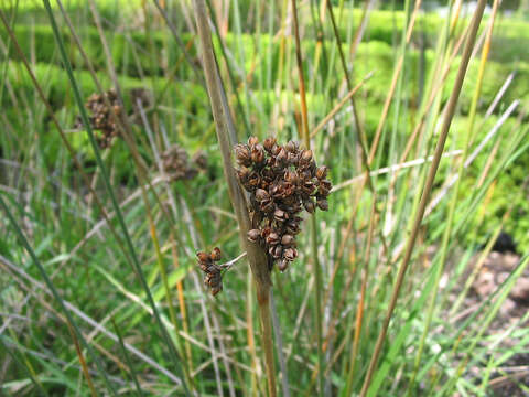 Image of spiny rush