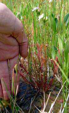 Image of Great Sundew