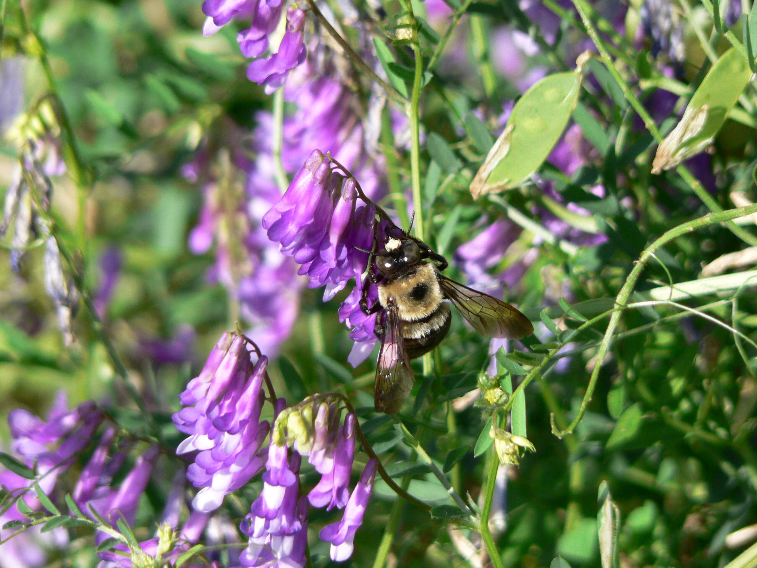 Image of Eastern Carpenter Bee