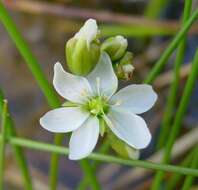 صورة Drosera anglica Huds.