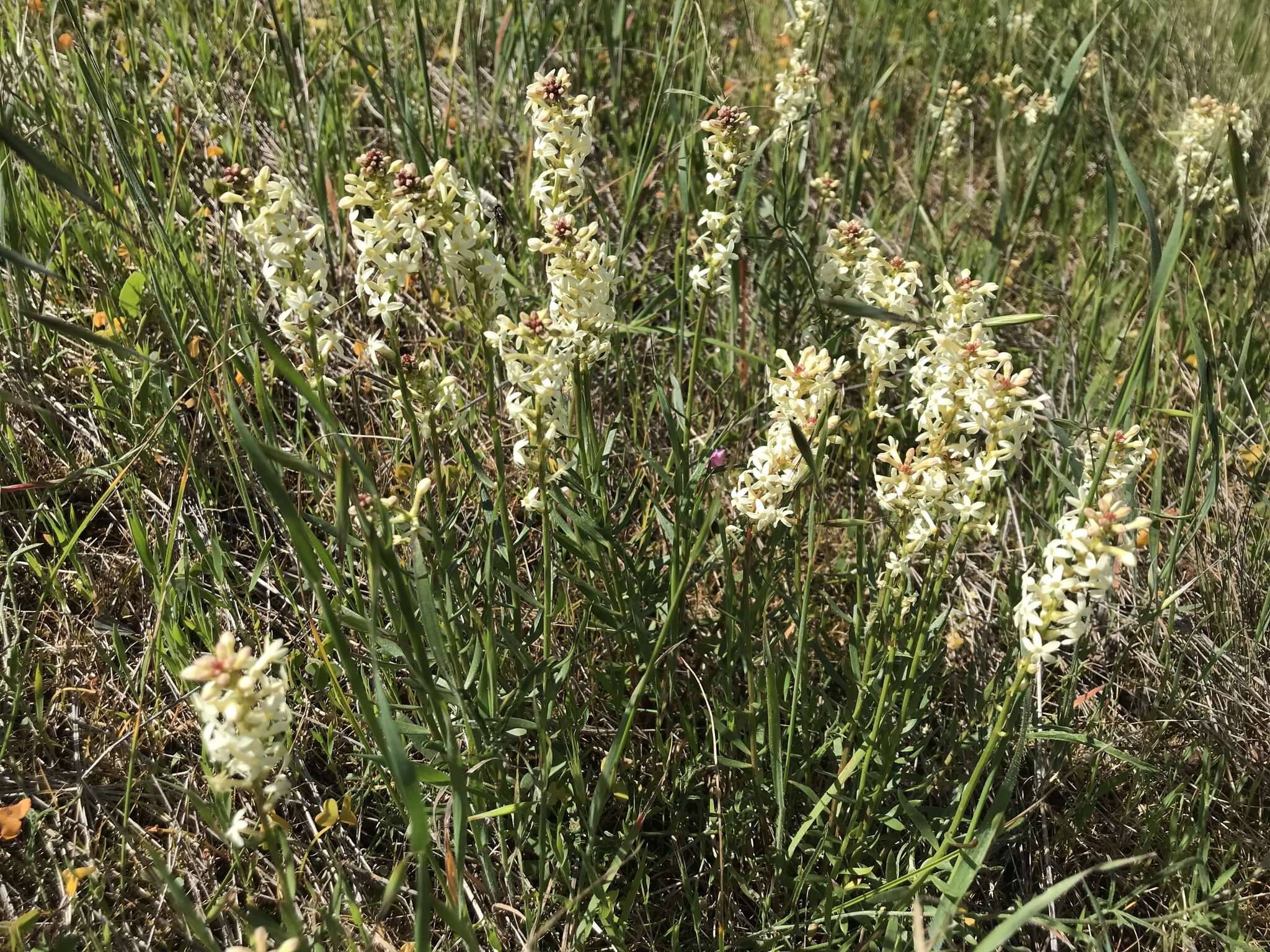 Слика од Stackhousia subterranea W. R. Barker