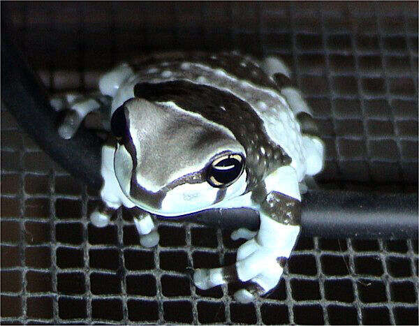 Image of Amazon Milk Frog