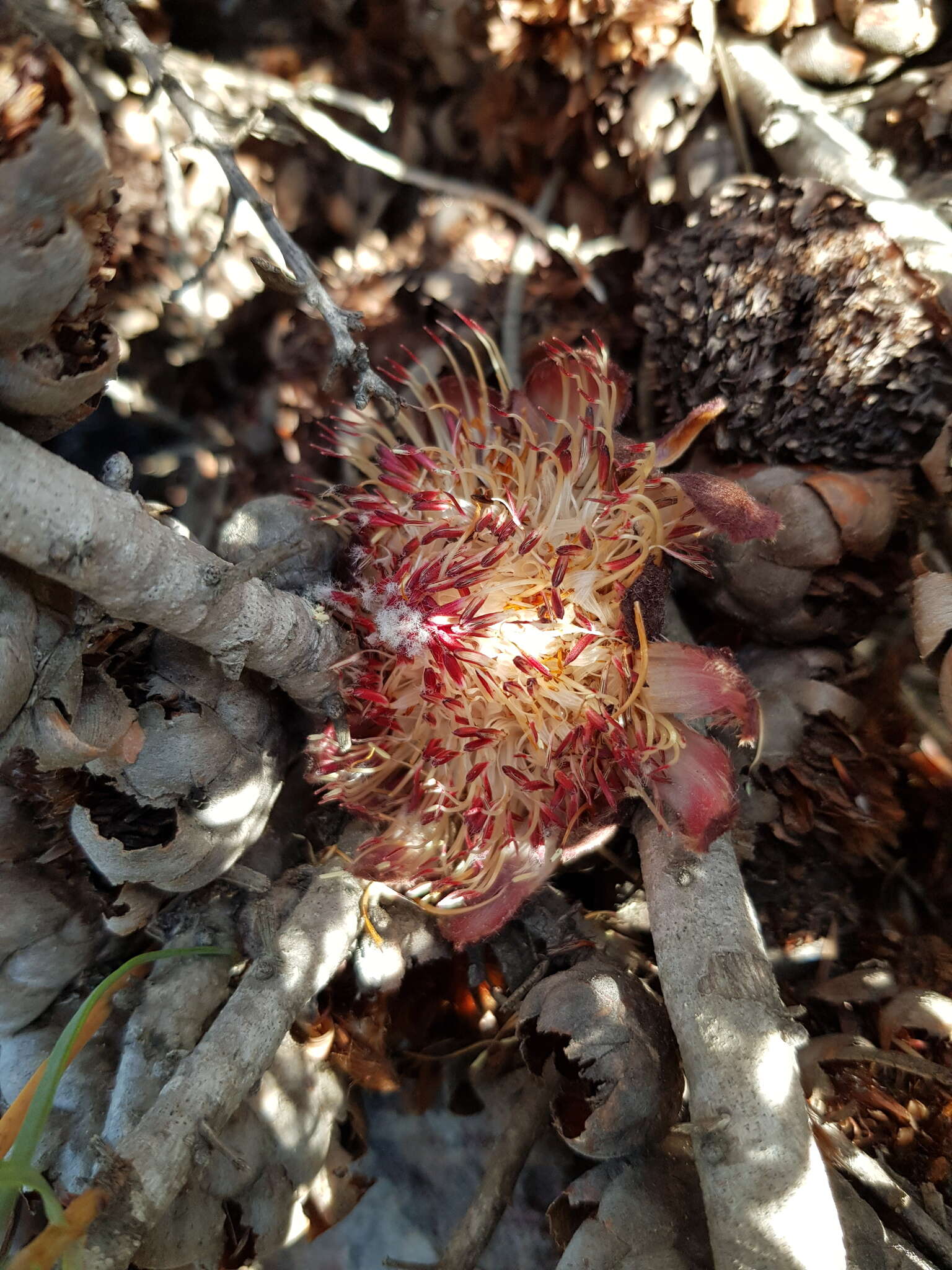 Image of Patent-leaf protea