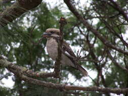 Image of Kookaburra