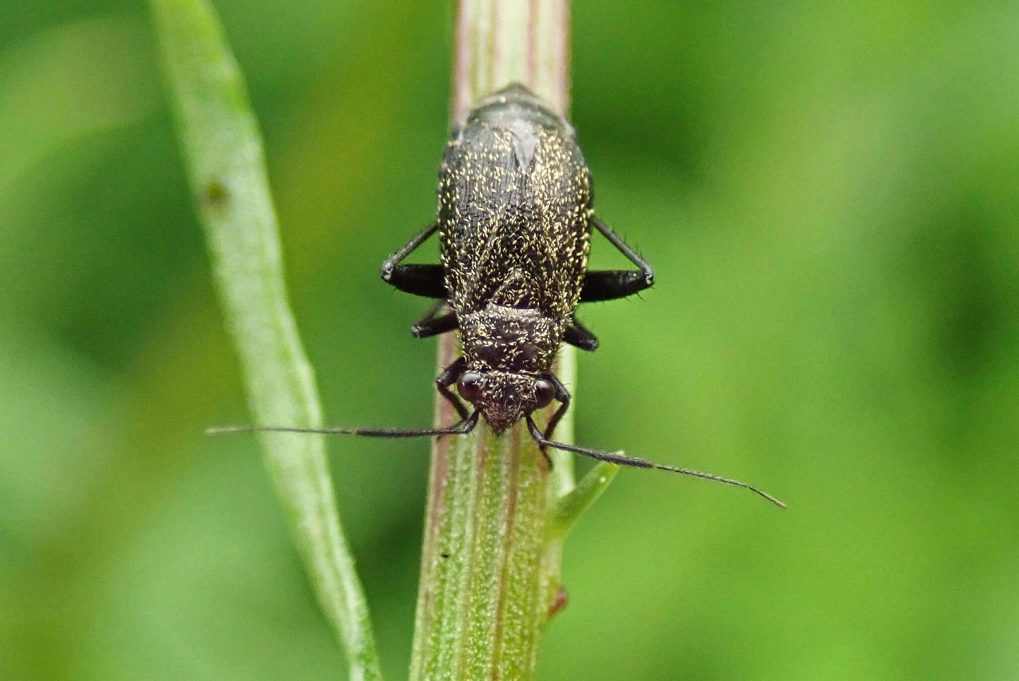 Слика од Orthocephalus coriaceus (Fabricius 1777)