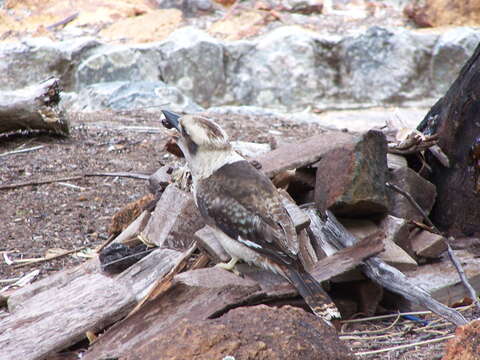 Image of Kookaburra