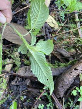 Imagem de Besleria riparia C. V. Morton