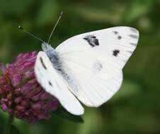 Image of Checkered White