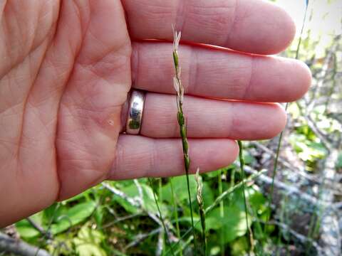 Image of mountain ricegrass