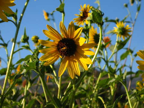 Image of California sunflower