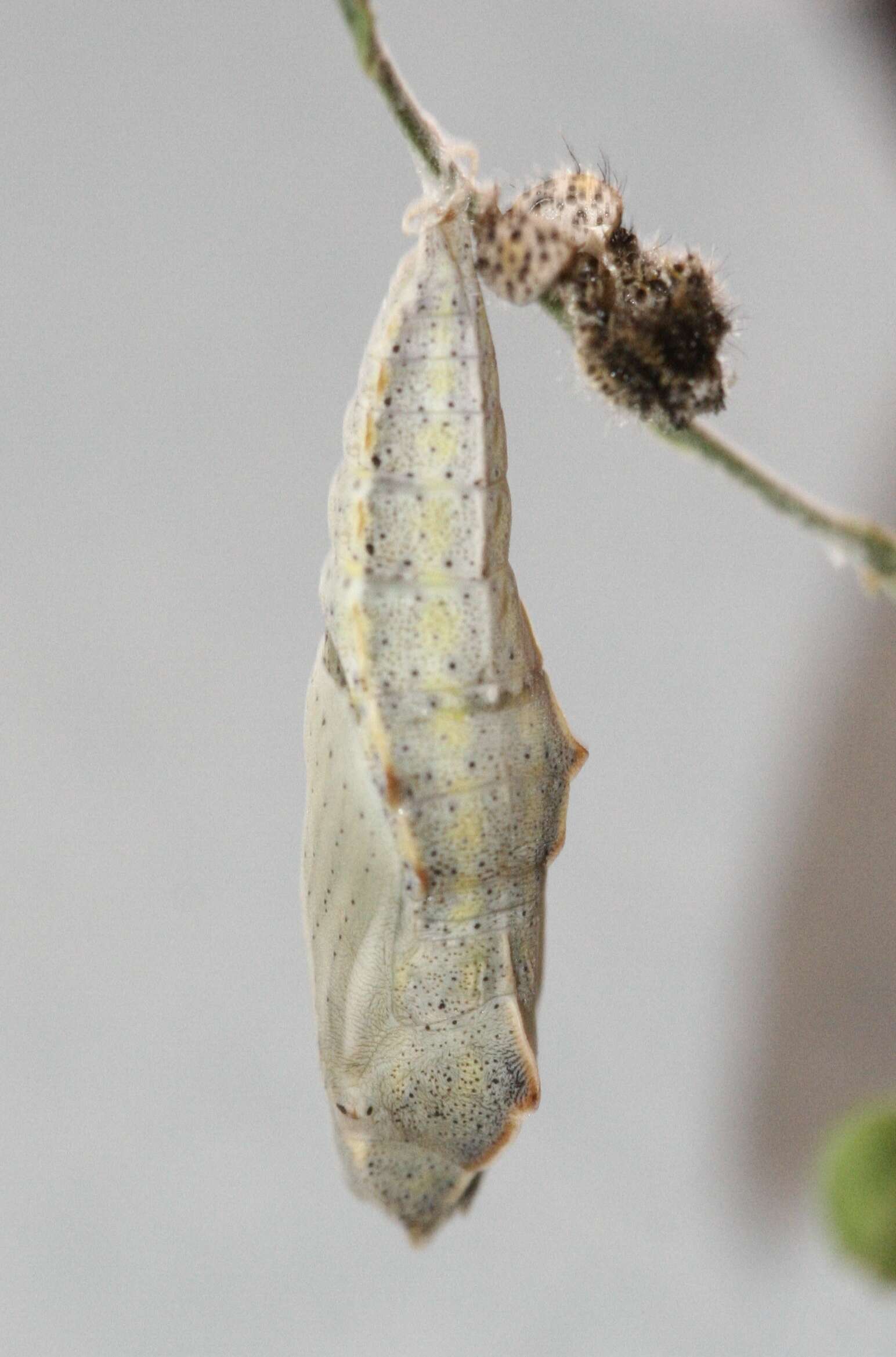 Image of Checkered White