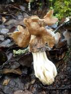 Image of Helvella fusca Gillet 1879