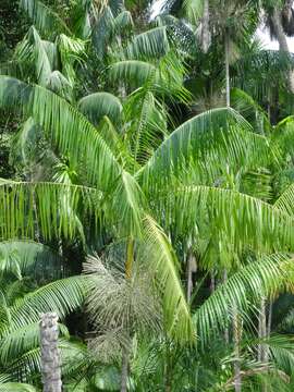 Image of Assai palm