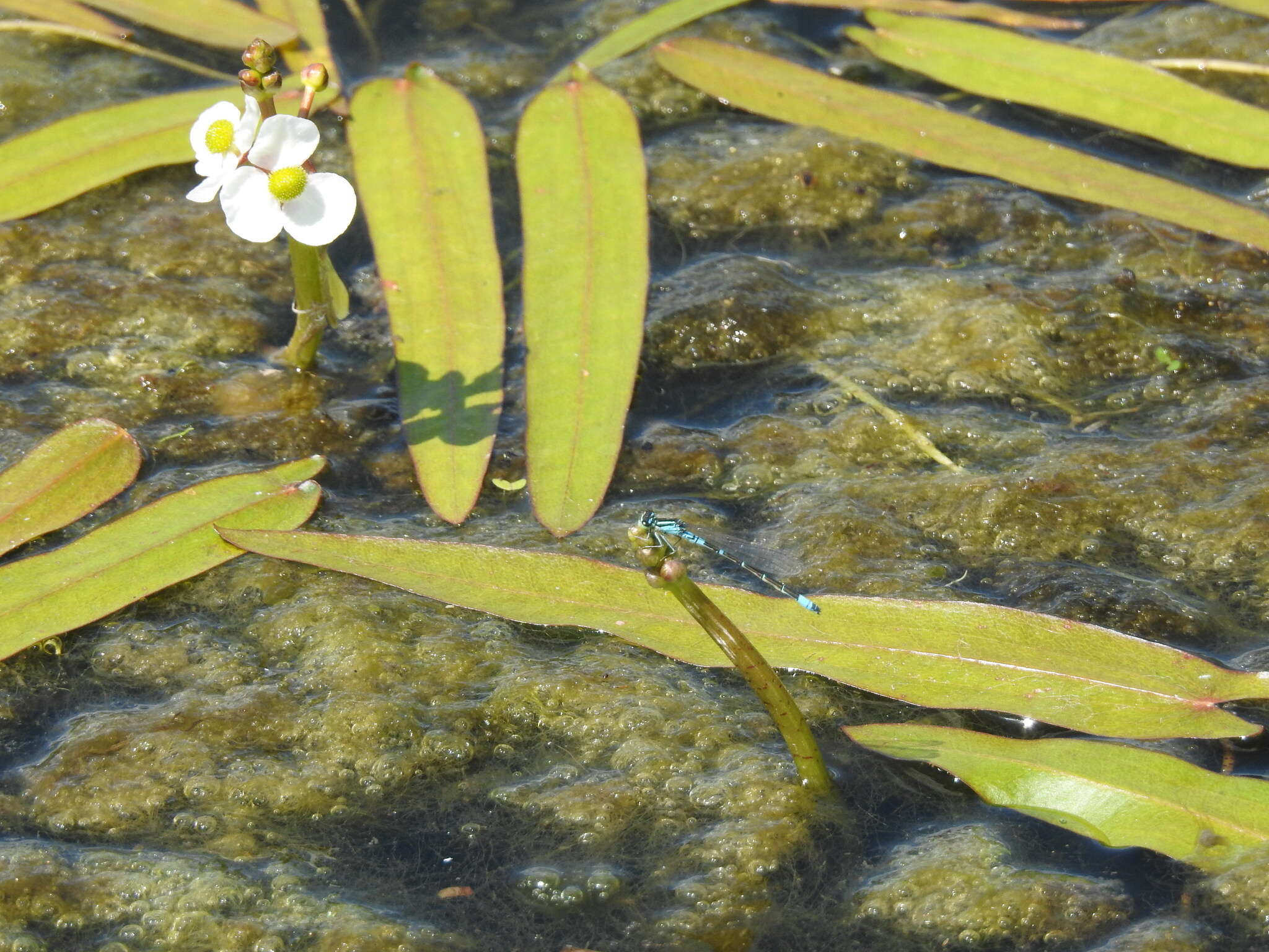 Image of Coenagrion glaciale (Hagen ex Selys & McLachlan 1872)