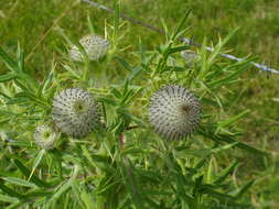 Image of woolly thistle