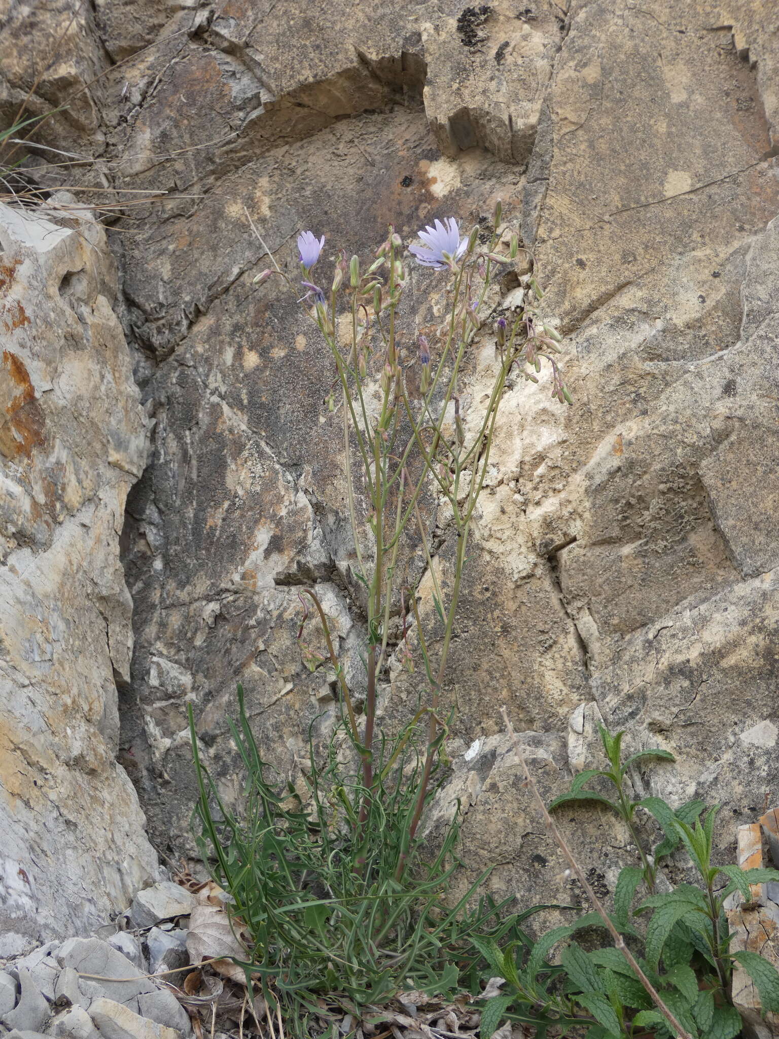 Lactuca perennis L. resmi