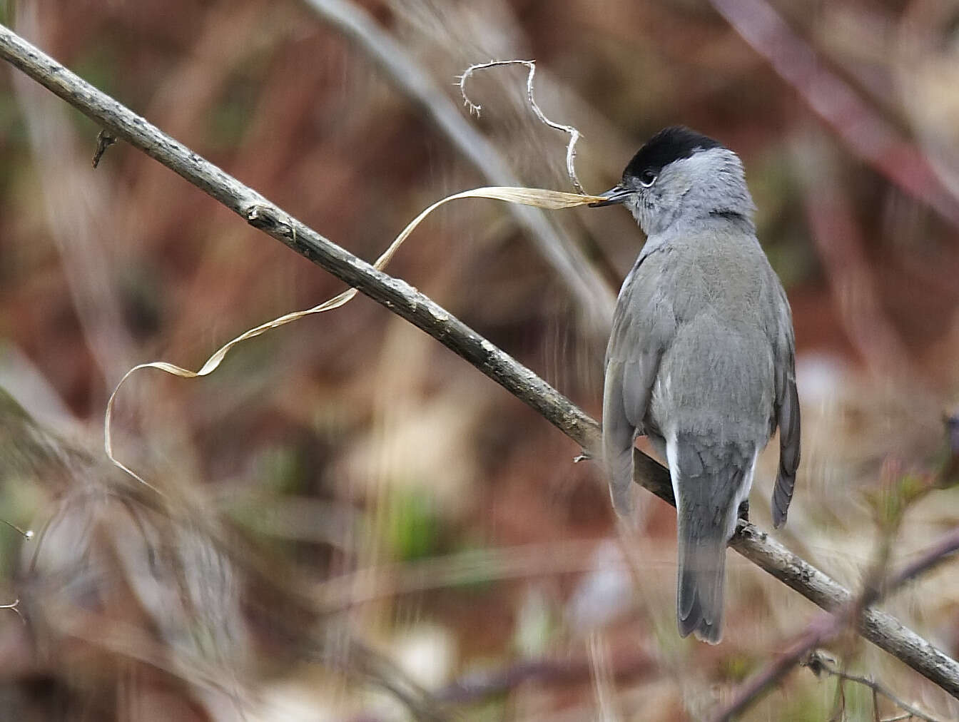 Image of Blackcap