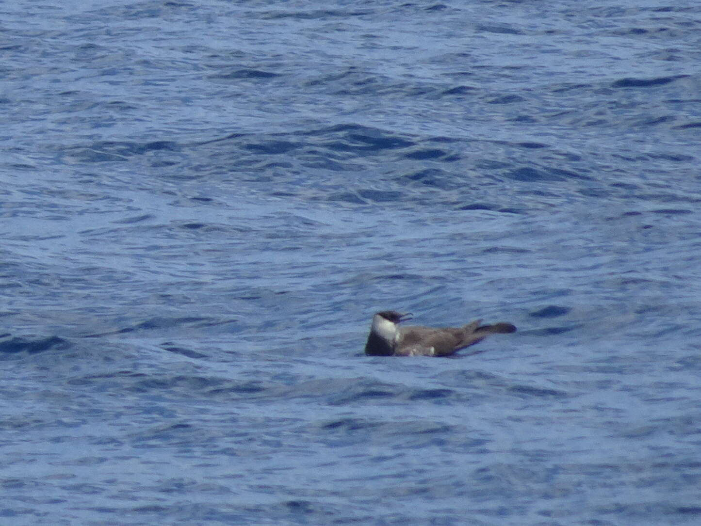 Image of Pomarine Jaeger