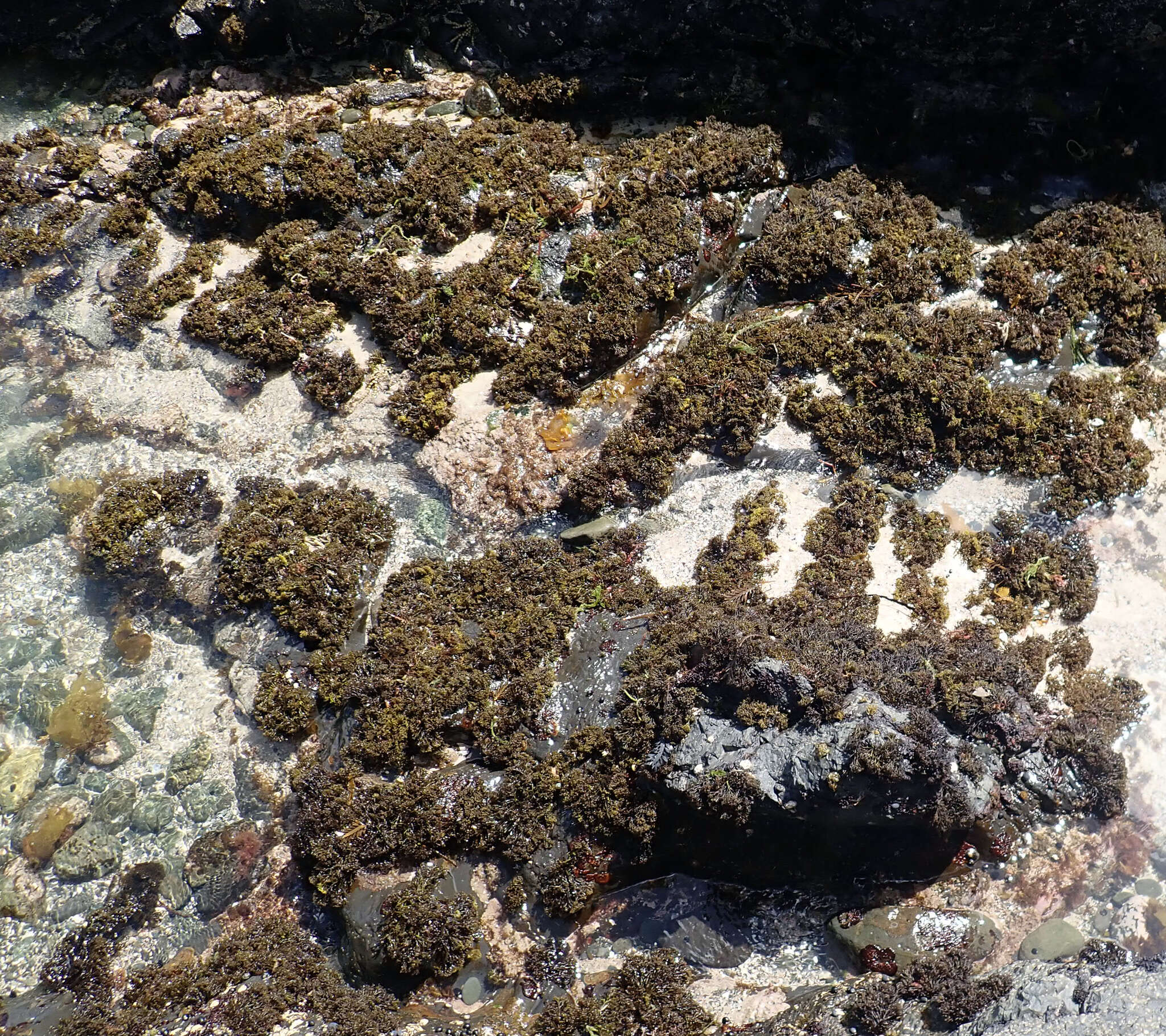 Image of Psilophycus alveatus (Turner) W. A. Nelson, Leister & Hommersand 2011