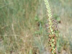 Imagem de Plantago cornuti Gouan