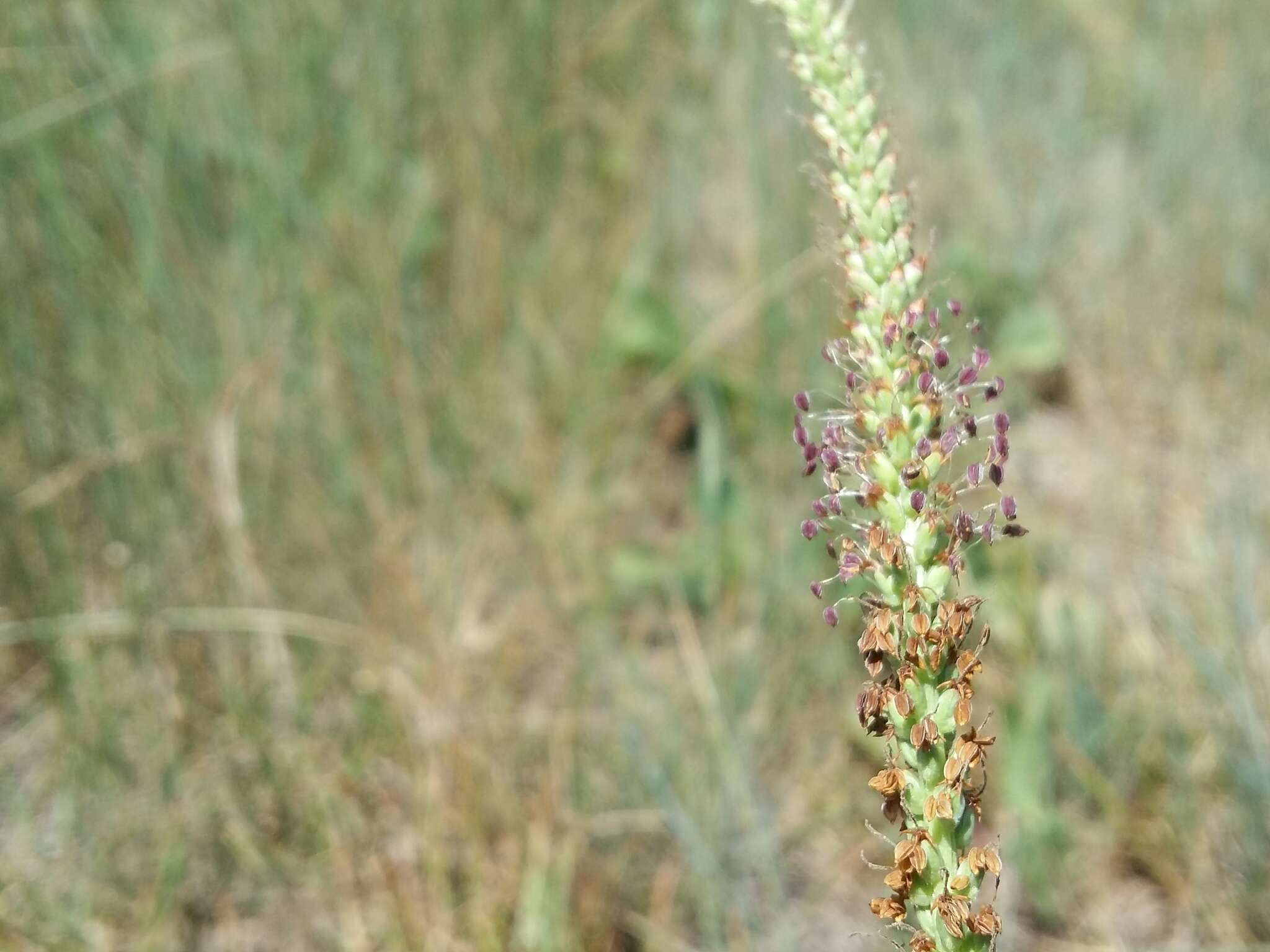 Imagem de Plantago cornuti Gouan