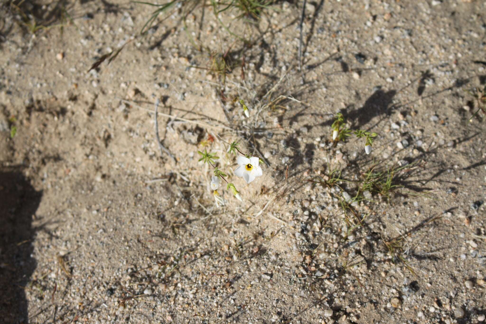 Image of golden linanthus