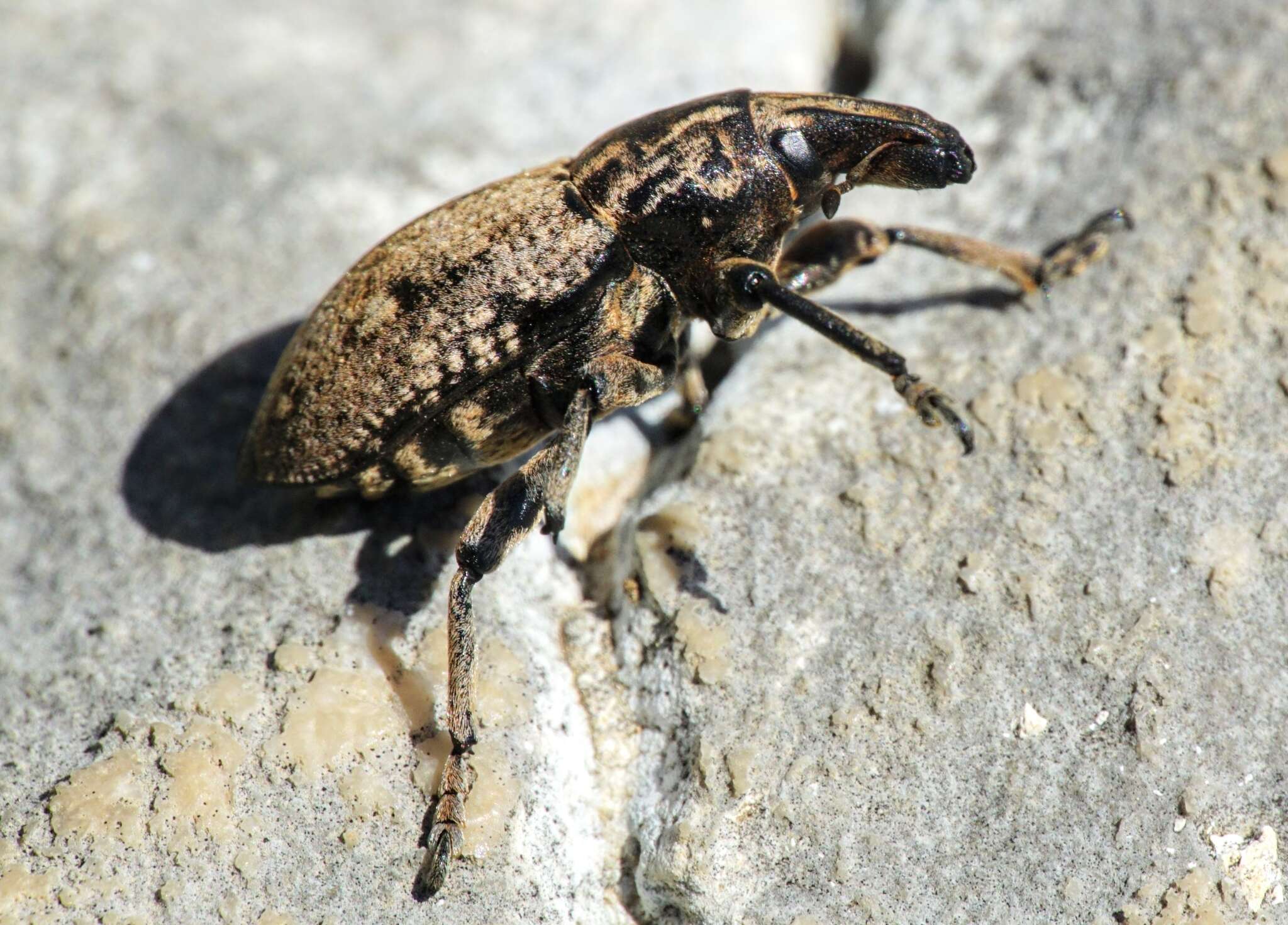 Image of Leucophyes pedestris