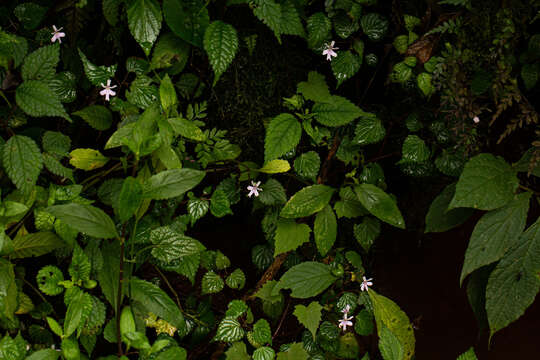 Image of Impatiens bequaertii De Wild.