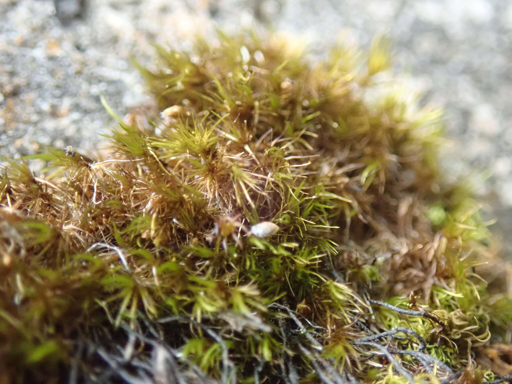 Image of bristly swan-neck moss