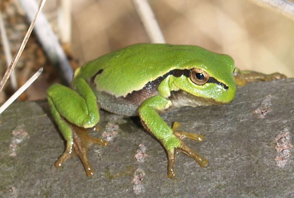 Image of Common tree frog