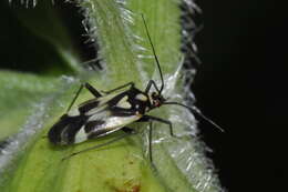 Image of Grypocoris sexguttatus (Fabricius 1777)