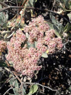 Imagem de Eriogonum giganteum var. formosum K. Brandegee