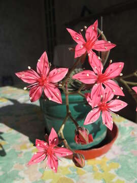 Image of Graptopetalum bellum (Moran & Meyran) D. R. Hunt