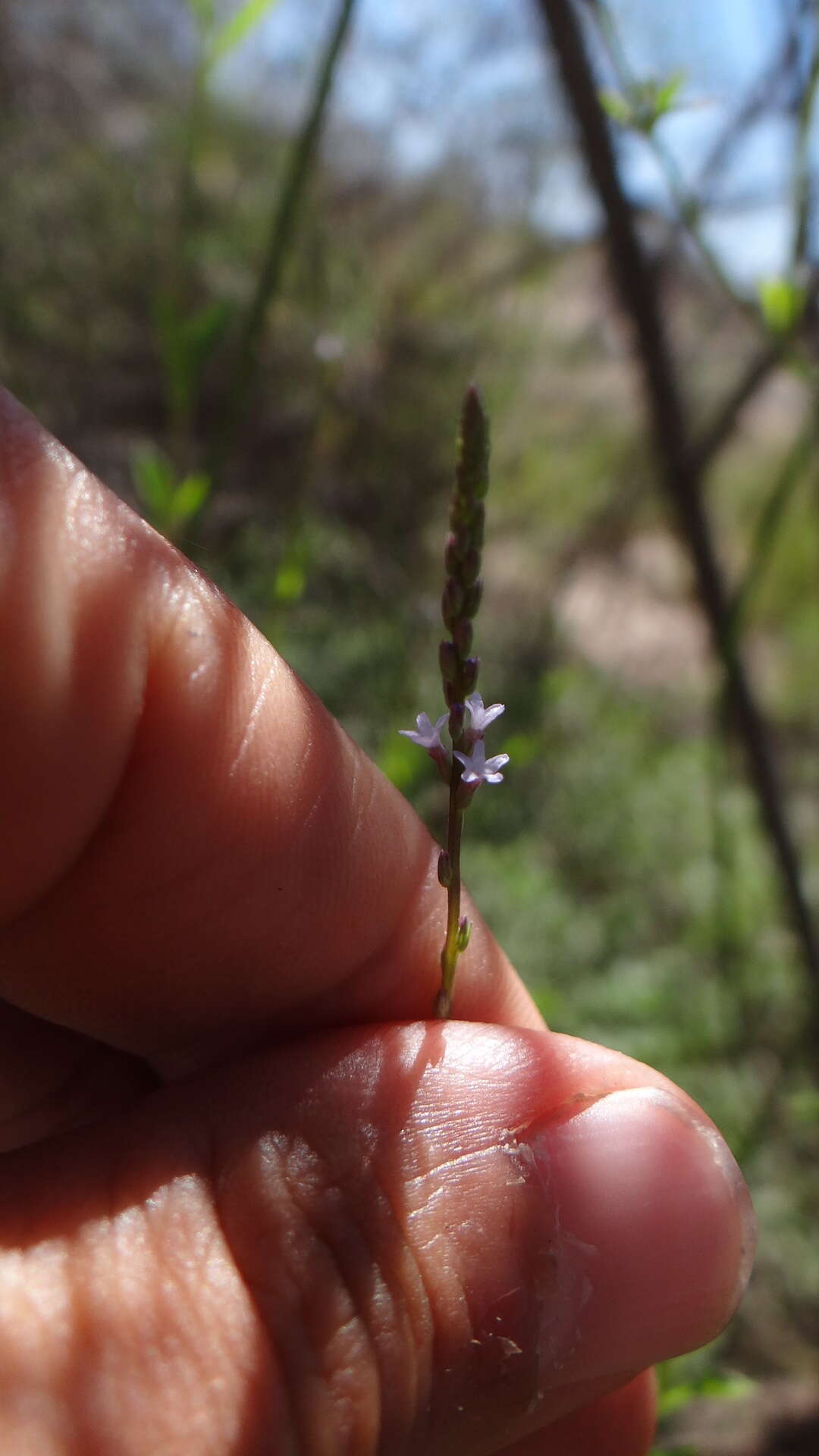 Image de Verbena gracilescens (Cham.) Herter